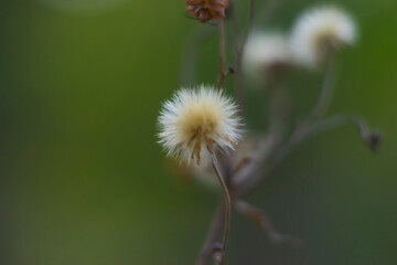 fluffy forest plant flower