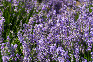 Obraz premium Background of lavender flowers. Lavender bushes in soft focus. Full floral purple frame. Colorful summer background. Macrophotography.