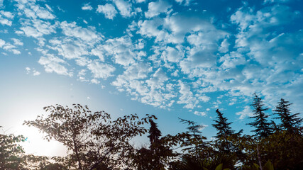 A row of green trees and bushes against a blue sky