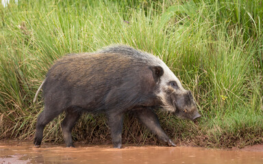 Adult bush pig walking on the edge of brown water in Ngorongoro Crater in Tanzania