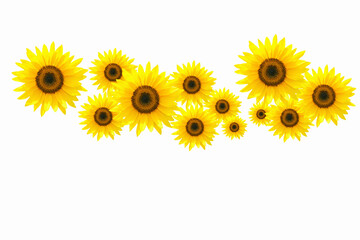 Naklejka premium ヒマワリ
