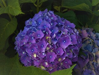 Flor
