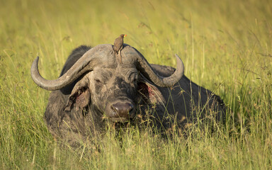 Buffalo bull lying in grass with red billed ox pecker on it's boss in Masai Mara in Kenya