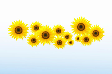Naklejka premium ヒマワリ