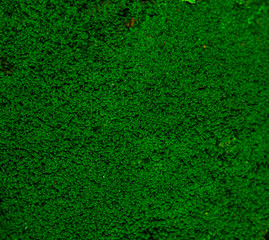 Plakat green moss in autumn forest