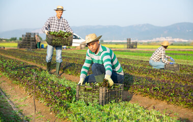 Fototapeta premium Latino farmer collects and carries boxes mustard on the field