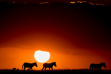 Three zebra walking in line with sun setting in the background in Masai Mara in Kenya