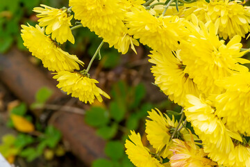yellow chrysanthemum flowers