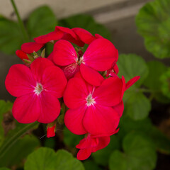 Phlox of different colors