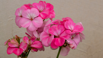 Phlox of different colors
