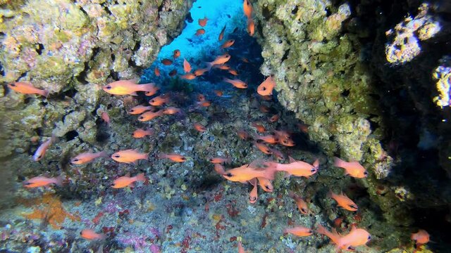 Colurful underwater scene with little red reef fihes