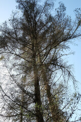 D&uuml;rreschaden an Nadelb&auml;umen