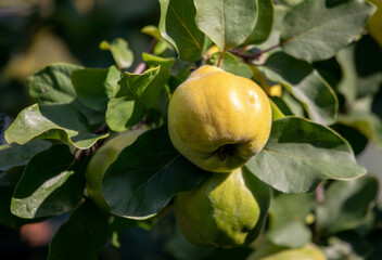 Ripening fruit of quince (Cydonia oblonga)