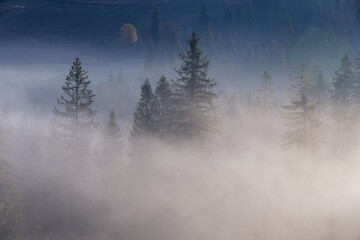 Spruce trees in a morning fog on a mountain hill. Forest at autumn foggy sunrise.