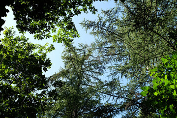 Blätterdach in einem Mischwald