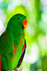 Parrot in Bali Island Indonesia