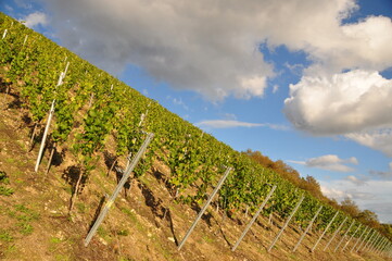 Fototapeta na wymiar the vineyards above Randersacker on an autumn sunny day, Franconia, Bavaria, Germany