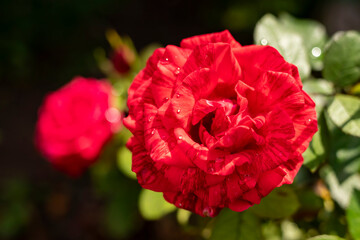 Fresh red rose in the garden on a sunny day.