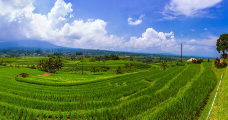 Obraz premium Rice fields - Bali island Indonesia