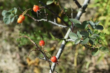 Rose hips / Rose hip rich in Vitamin C。