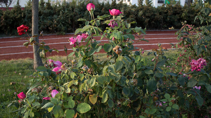 Pink tulips and roses in the garden