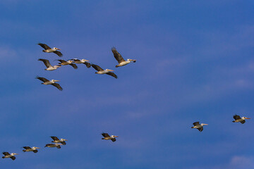 A Anastomus oscitans of beaks flying in the beautiful sky.