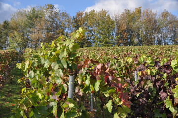 Fototapeta na wymiar the vineyards above Randersacker on an autumn sunny day, Franconia, Bavaria, Germany