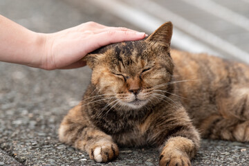 Fototapeta premium 猫と暮らす サビネコ