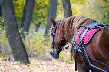 horse in autumn woods