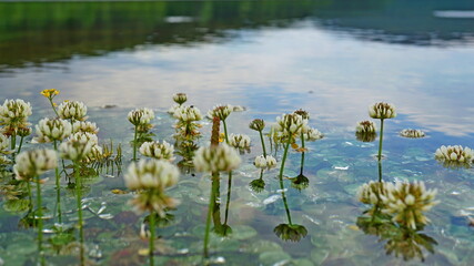 flowers in the water