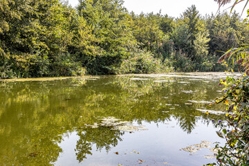 Algae and sediment in the water in the swamp next to the Maas river surrounded by wild plants, blooming marsh grass and lush trees in the background, nature reserve in South Limburg, the Netherlands