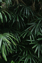 Plants leaf in nature 