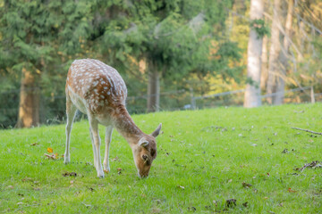 Naklejka na ściany i meble Female fallow deer calmly grazing in the grass in a field with blurred trees in the background, brown fur with white spots, sunny summer day in a nature reserve in the Netherlands
