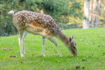 Naklejka na ściany i meble Female fallow deer with its brown coat with white spots grazing calmly on the grass in a field with trees in the blurred background, sunny summer day in a nature reserve in the Netherlands