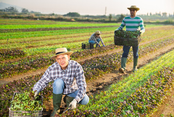 Focused farm worker cutting fresh red mustard greens cultivar on field. Autumn harvest time