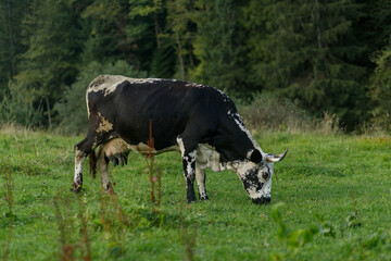 Grazing cows. black and white cow grazing on meadow in mountains. Cattle on a pasture