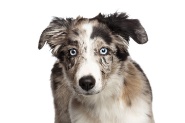 Funny Portrait of Border collie Puppy looking at camera on Isolated White Background