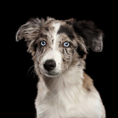 Portrait of Border collie Puppy with blue eyes looking at camera on Isolated Black Background
