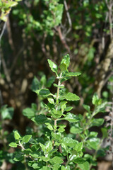 Yellow germander