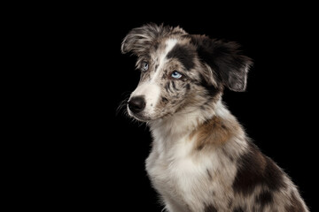 Cute Portrait of Border Collie Puppy looking up on Isolated Black Background