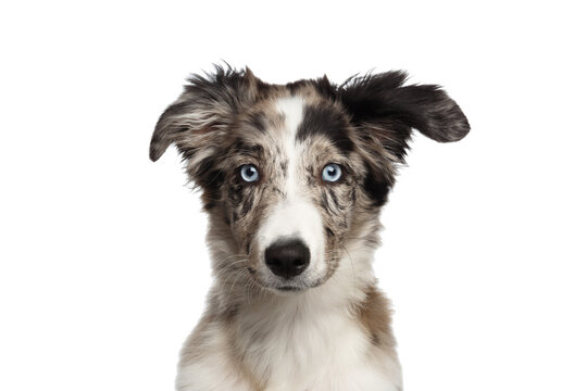 Portrait of Border collie Puppy with blue eyes looking at camera on Isolated White Background
