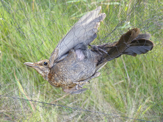 Scientific bird ringing, species analysis and conservation, Japanese ringing net