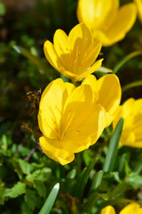 Winter daffodil