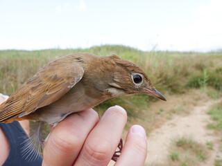 Scientific bird ringing, species analysis and conservation