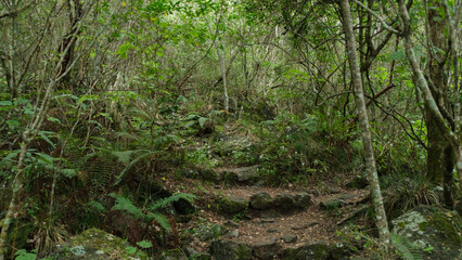 wooden stairs in a faery rain forest
