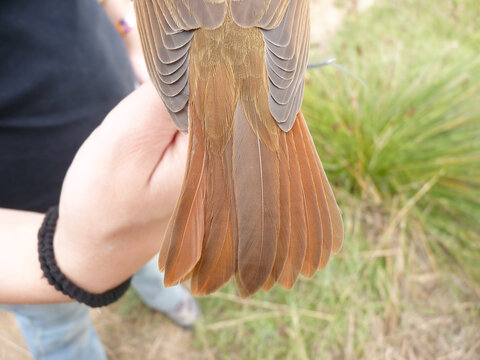 Ruiseñor común ( Luscinia megarhynchos) anillamiento científico de aves, análisis de especies y conservación.