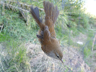 Fototapeta premium Ruiseñor bastardo (Cettia cetti), ave atrapada en una red japonesa con fines cientificos de anillamiento.