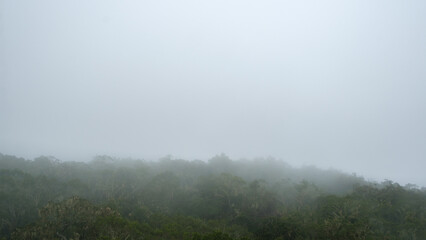 Fog on the rain forest and jungle of Reunion Island