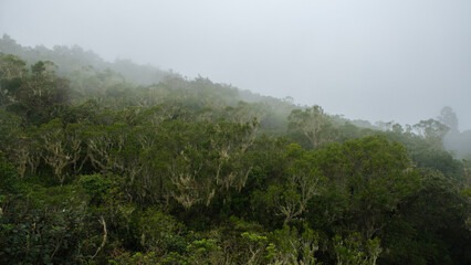 Obraz na płótnie Canvas Fog on the rain forest and jungle of Reunion Island