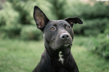 Dog photography - Black Dog Portrait